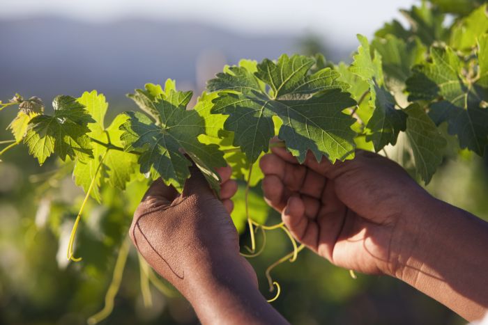 Festival del Vino en México Festival del Vino en México